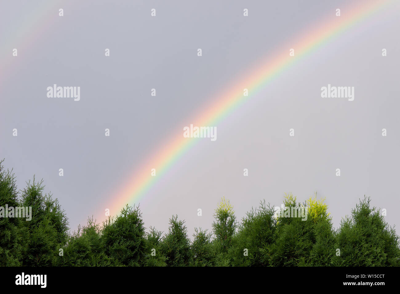 Große, bunte, lebendige Regenbogen vor grauem Himmel und thuya Bäume an der Unterseite des Rahmens mit viel Platz kopieren Stockfoto
