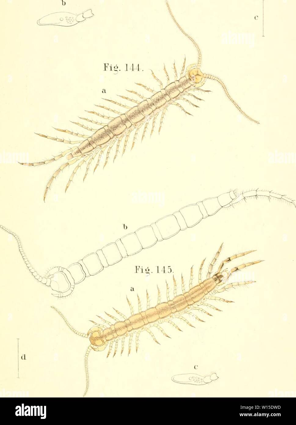 Archiv Bild ab Seite 140 Der Myriapoden getreu / Sterben. Die Myriapoden: getreu nach der Natur abgebildet und beschrieben. diemyriapodenget 12 Koch Jahr: 1863 Tal). LXX. Ig. 11 I. LITIK lill S.|{IK (TrS. KIIYTIIKOCKIMIAI. ICH S. Stockfoto