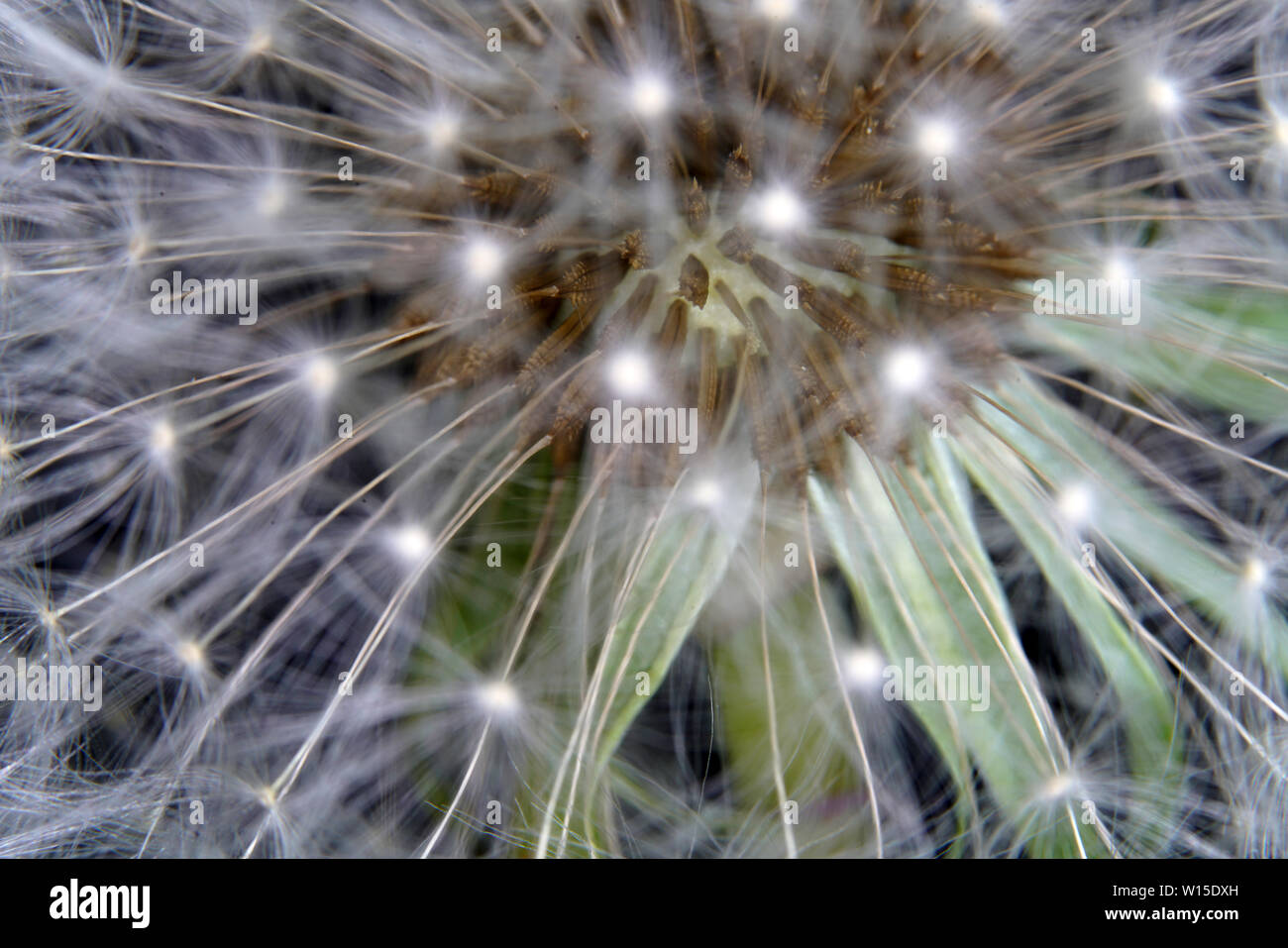 Lowenzahn Als Detail In Hoher Auflosung Fotografiert Und Scharfe Stockfotografie Alamy