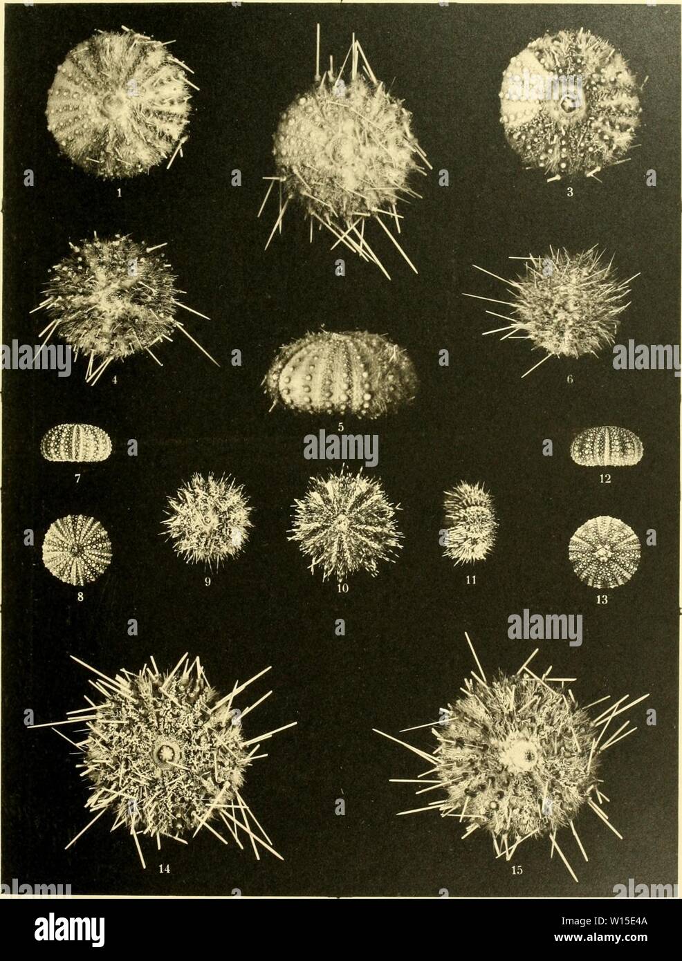 Archiv Bild ab Seite 142 der Deutschen Südpolar-Expedition, 1901-1903, im, Aufträge. Deutsche Südpolar-Expedition, 1901-1903, im, Aufträge des Reichsamtes des Innern. deutschesdpola 11 5Mose Jahr: 1910 Deutsche Süopolar-Expeoition. i90 i-eine Band XI Tafel VIII, Vorlag Teo'notut/pie V. f ä&ttt & O'uDc. Ko)) 0 i) t&gt;d9en. 1, 3, 5. Sterechinus diadema (Studer). 2, 4, 14 - 15. Sterechinus antarcticus Koehler. 6. Sterechinus Neumayeri (Meissner). 7 - 8. Protocentrotus angulosus (LESKE). 9 - 13. Protoeentrotus Mrtsn Annulatus. Stockfoto
