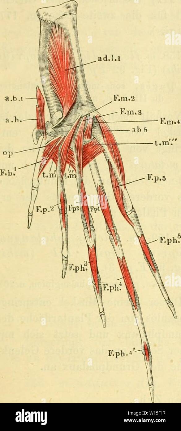 Archiv Bild ab Seite 144 von Die Anatomie des Frosches; ein. Die Anatomie des Frosches; ein Handbuch für Physiologen, Ãrzte und Studire. dieanatomiedesfr 0102 ecke Jahr: 1887- Muskelu der Zehen. 129 IV. Muskeln der zweiten Zehe. 155. m. fJexor Metatarsus äig. II (Abb. 91 Fm2). Duges, sous-tarso-metatai ien du II doigt, u. 173. Klein, extensor Metatarsus. Fio-. 91. 111. flexor Metatarsus graben. Ii.a.b.i Muskeln der Plantarfläche des Fusses von Rana esculenta, tiete Schicht, 2 mal natiirl. Grösse. ah m. Abductor hallucis. adl m. Adduktoren lonfus seiner antireflektiven I. n ft1 m. Entführer longus seiner antireflektiven I. Stockfoto