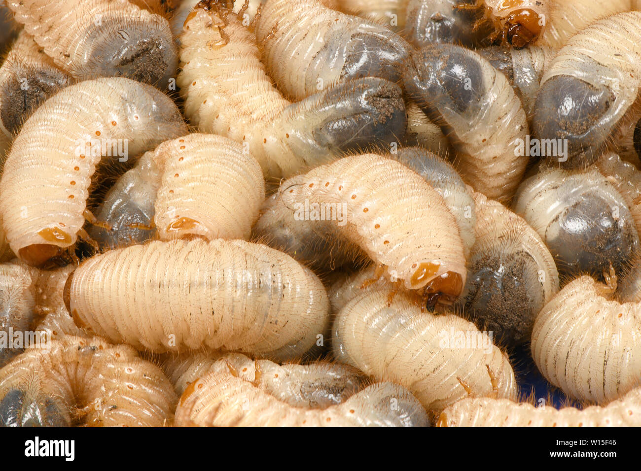 Hintergrund der Larve eines Mai Käfer (melolontha). Hochauflösendes Foto. Volle Tiefenschärfe. Stockfoto