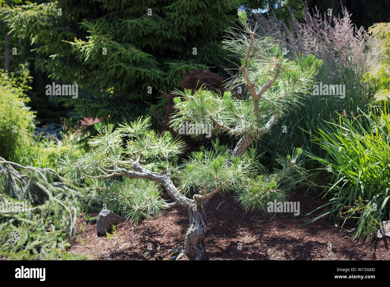 Pinus thunbergii, auch als schwarze Kiefer. Stockfoto