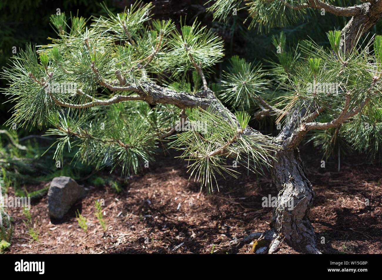 Pinus thunbergii, auch als schwarze Kiefer. Stockfoto