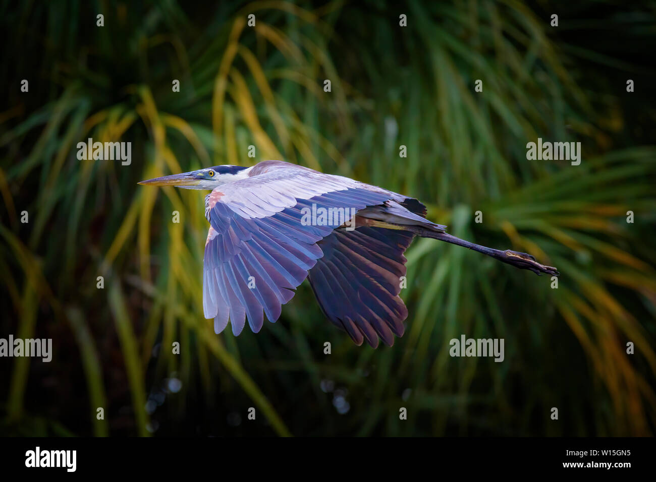 Ein Great Blue Heron nimmt Flug in den Florida Everglades. Große Blaue Reiher sind räuberische Watvögel, Bugs Essen, Fisch, und andere kleine Tiere. Stockfoto