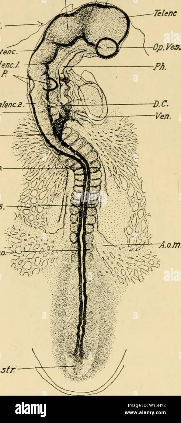 Archiv Bild ab Seite 155 für die Entwicklung der Küken. Die Entwicklung der Küken: eine Einführung in die embryologie. developmentofchi 02 lill Jahr: 1936 136 Die DEVELOPMEiNT DER KÜKEN J) ienc. Mesenc. f y, wenn Telene Cr Fl. Messet/ic Mein el Ende 9 U.P Mye/enc.2 3.a S. 5. S. io 5.15.- (szoMm pr.3 tr Abb. 73. - Die gesamte Embryo von 20s, als transparentes Objekt von oben betrachtet. Die Kranialen Biegung und die Drehung des Kopfes des Embryos haben erhebliche Fortschritte gemacht. A.a.m., Omphalo-A. mesenterica. Oder. Fl., kraniale Biegung. D.C, Leitung von Cuvier. Dienc, Zwischenhirn. Mesenc, Mesenceph Stockfoto