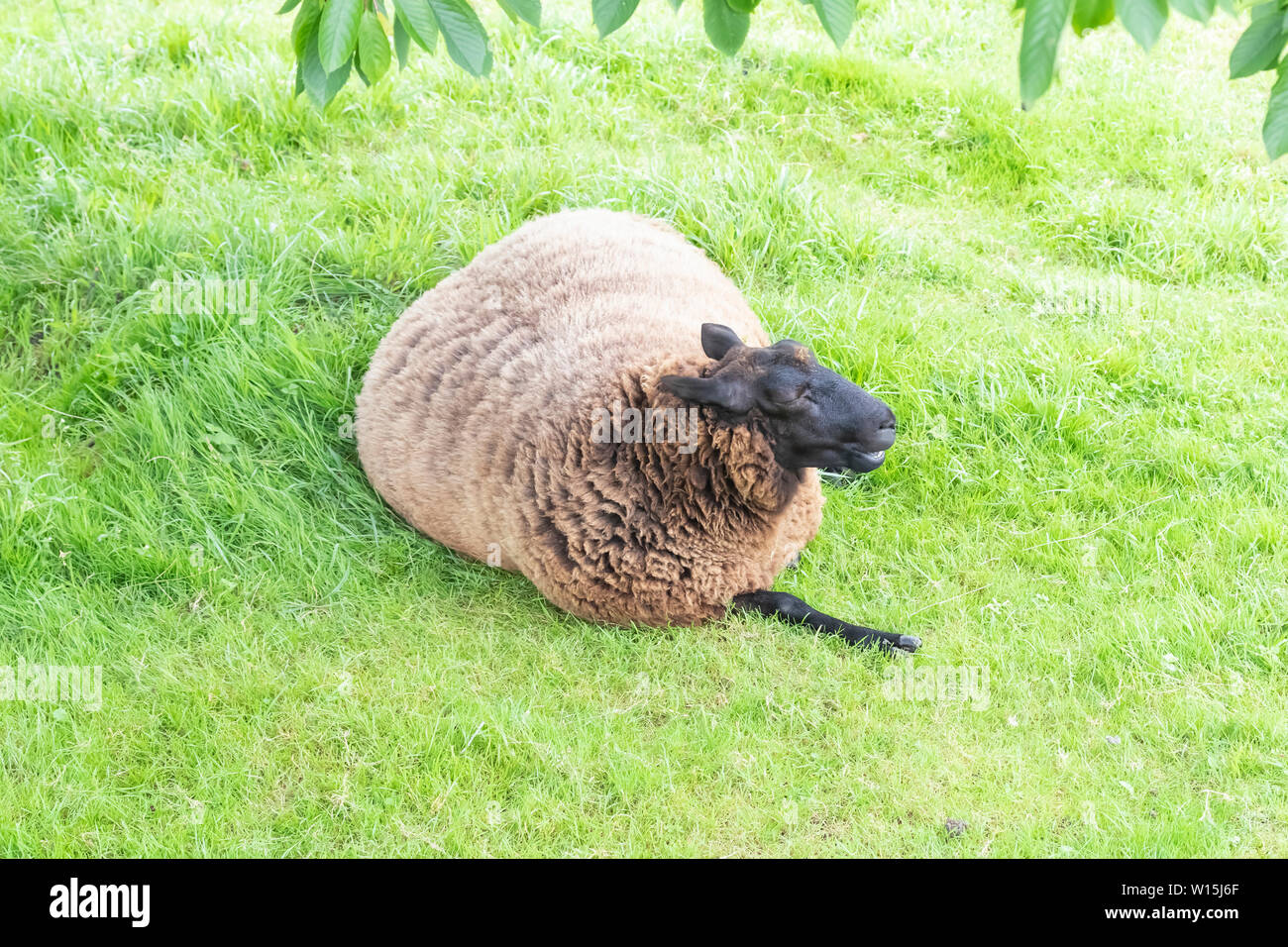 Ein Schaf liegt auf dem Rasen einen Bauernhof und liegt unter einem grünen Baum Stockfoto