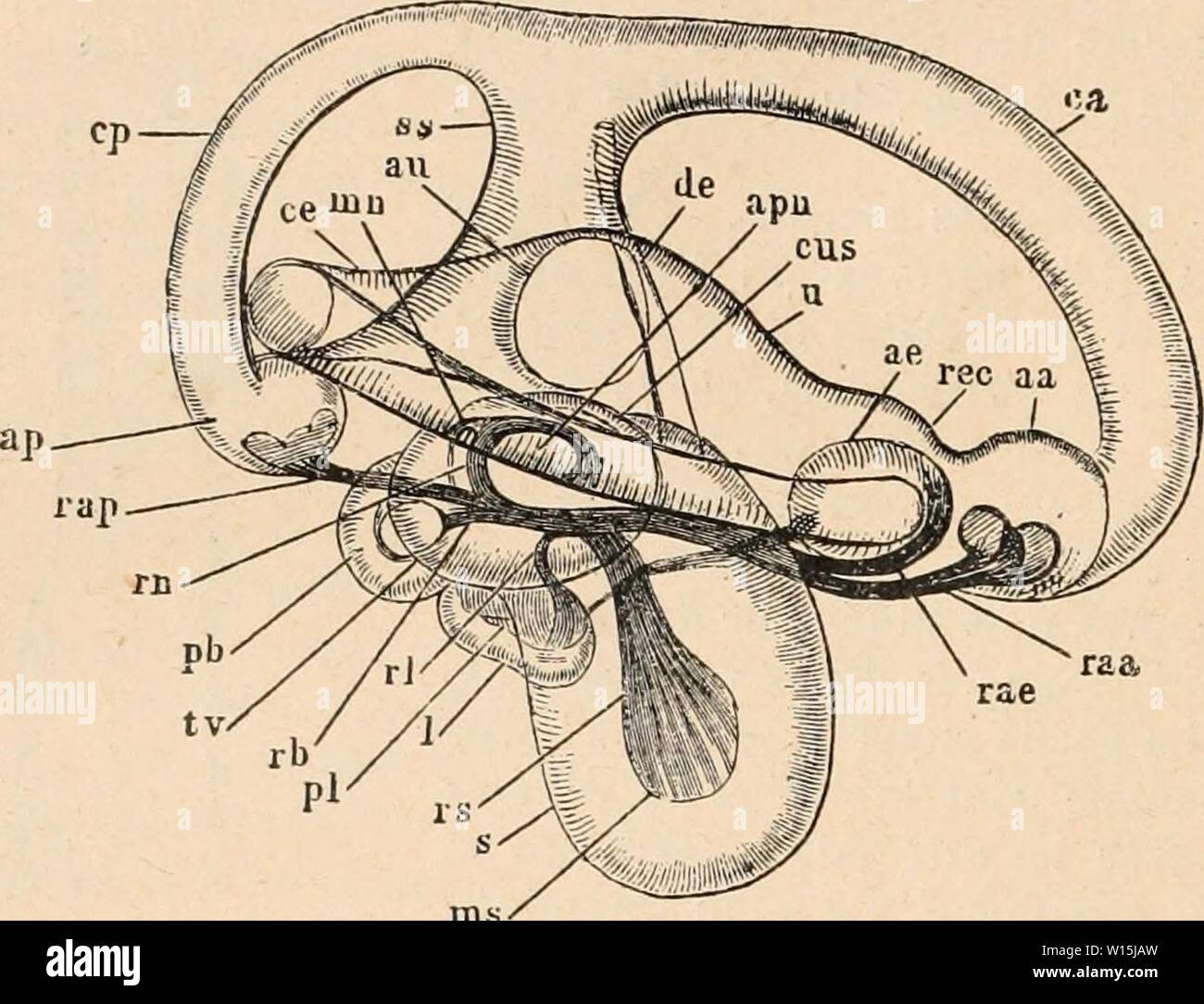 Archiv Bild von Seite 157 Wörterbuch de Physiologie (1909). Wörterbuch de Physiologie. dictionnairedeph 08 reiche Jahr: 1909 U 8 GRENOUILLE. m s est une chambre À parois Cartilagineuses, entiÃ¨rement tapissÃe d'un ÃpithÃlium cylin - drique et pigmentÃ; elle Communique avec la cavitÃ buccale par la Trompe-r/'EusTACHK. A l'intÃrieur de la Caisse du tympan se trouve La columelle (Abb. 51), Baguette osseuse eine terminÃe par Deux renfle- cartilagineux et qui s'applique une d'Teil Vers le milieu de la Membrane lympanique, d'autre Part contre la fenÃªtre ovale. La columelle est l'homologu Stockfoto