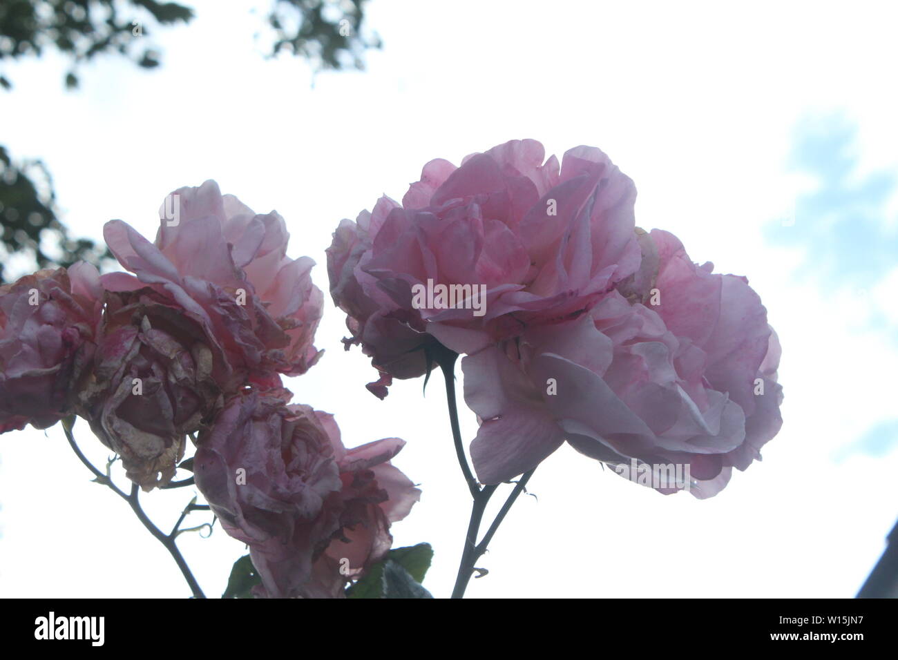 In der Nähe von Rosa Blüten an einer Pflanze auf einer Straße in einem teilweise bewölkt Tag Stockfoto