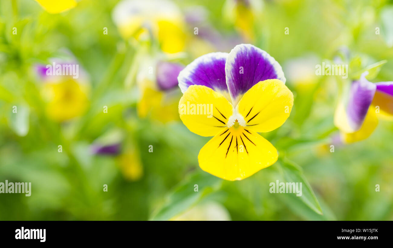 Lila, Gelb, Bereich der Veilchen im Garten Stockfoto
