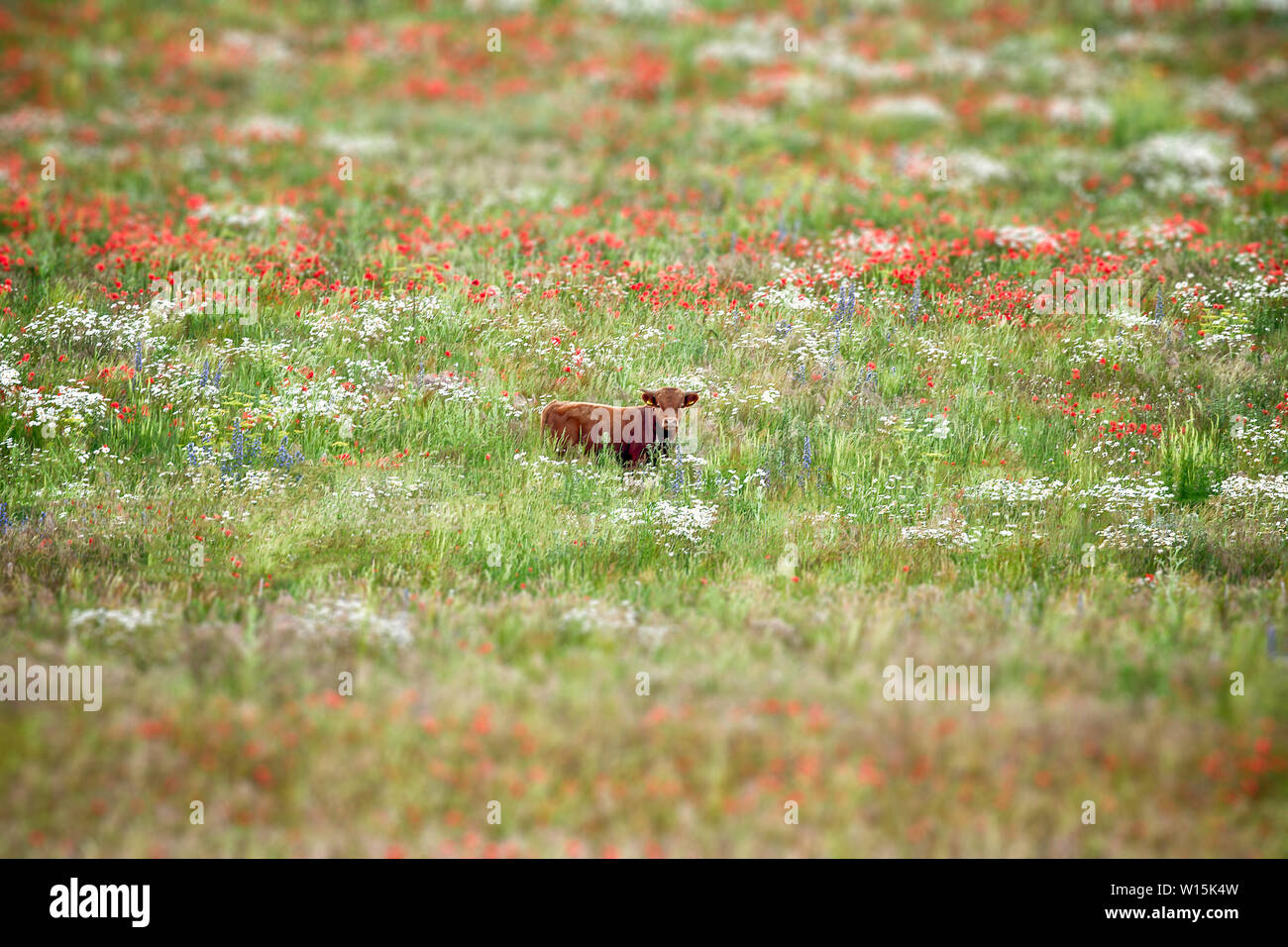 Schöne braune Dexter Kuh bummeln in einer herrlichen Wiese von wilden Blumen. Margeriten, Mohn, und anderen natürlichen wilden Pflanzen. Flache Tiefenschärfe wit Stockfoto