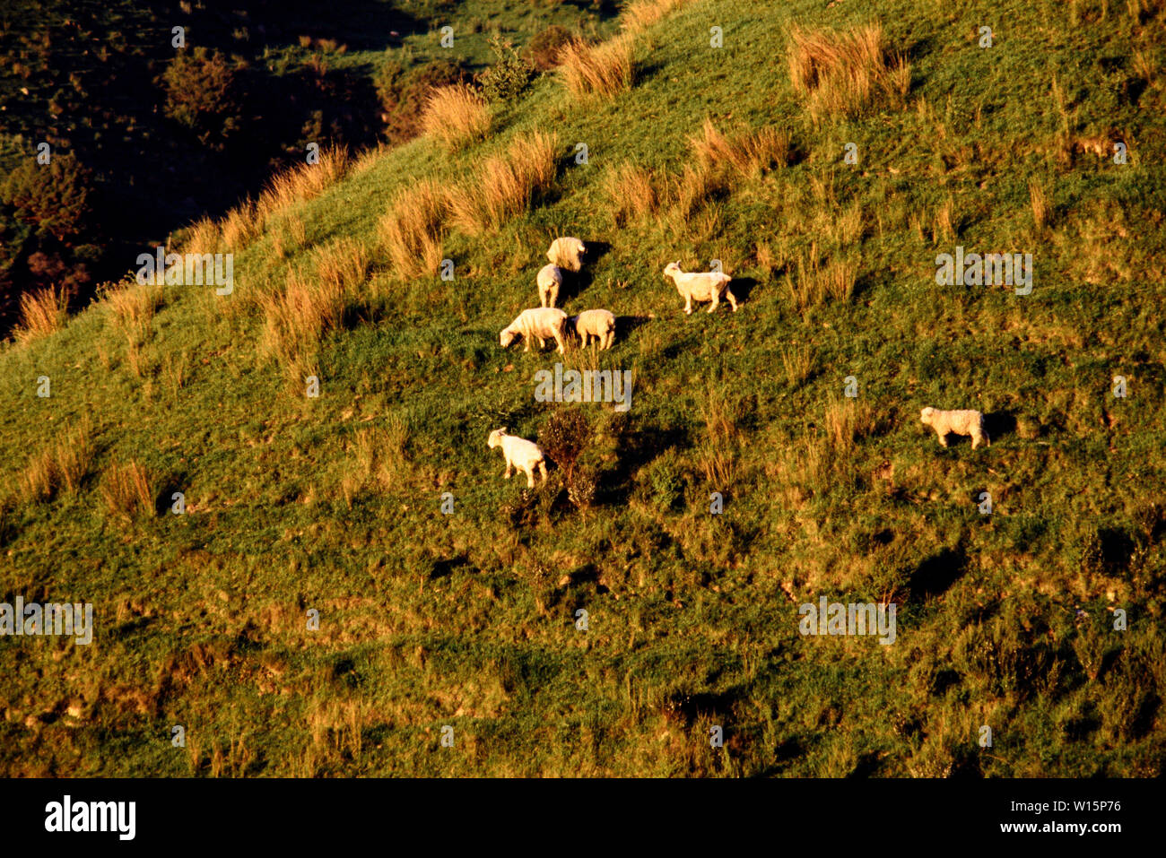 Neuseeland, Nordinsel. Luftaufnahme der Schafe weiden. Foto November 1989. Foto: © Simon Grosset. Archiv: Bild von einem ursprünglichen digitalisiert Stockfoto
