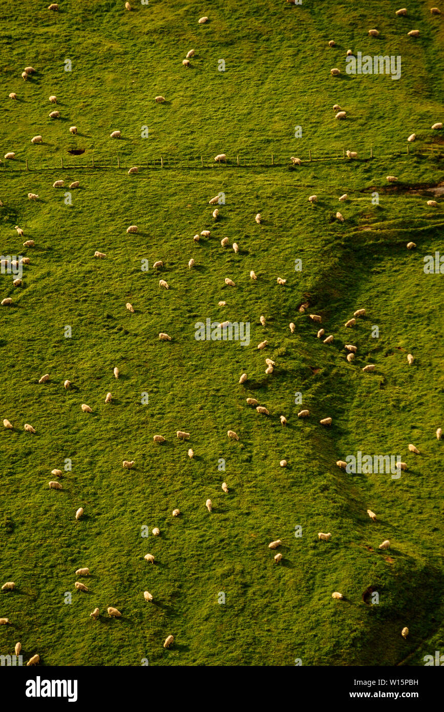 Neuseeland, Nordinsel. Luftaufnahme der Schafe weiden. Foto November 1989. Foto: © Simon Grosset. Archiv: Bild von einem ursprünglichen digitalisiert Stockfoto