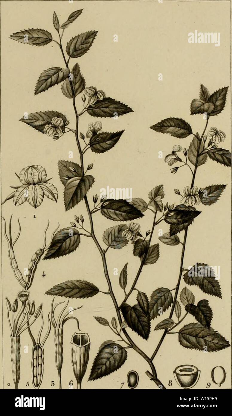 Archiv Bild von Seite 174 des Wörterbuch des sciences naturelles, Dans. Wörterbuch des sciences naturelles, Dans lequel auf mÃthodiquement des diffÃrens Ãªtres traite de la Nature, considÃrÃs soit en eux-mÃªmes, d'Après-ski-l'Ãtat actuel de nos connoissances, soit relativement à l'utilitÃ qu'en peuvent La retirer mÃdecine, l'agriculture, le Commerce et les Artes. Suivi d'une Biographie des plus cÃlÃ¨bres naturalistes. dictionnairedes 03 cuvi Jahr: 1816 BOTjVNIQUE. Ovales feuflles GOODENIA k. GOODUNIA ovaJtJÃ.. fSn, M.J dans la friaÃ¹tri. 5. /&Lt;/. voie oerÃ¢ ca/em. G./(/. Cà" iwe h4 frix Stockfoto