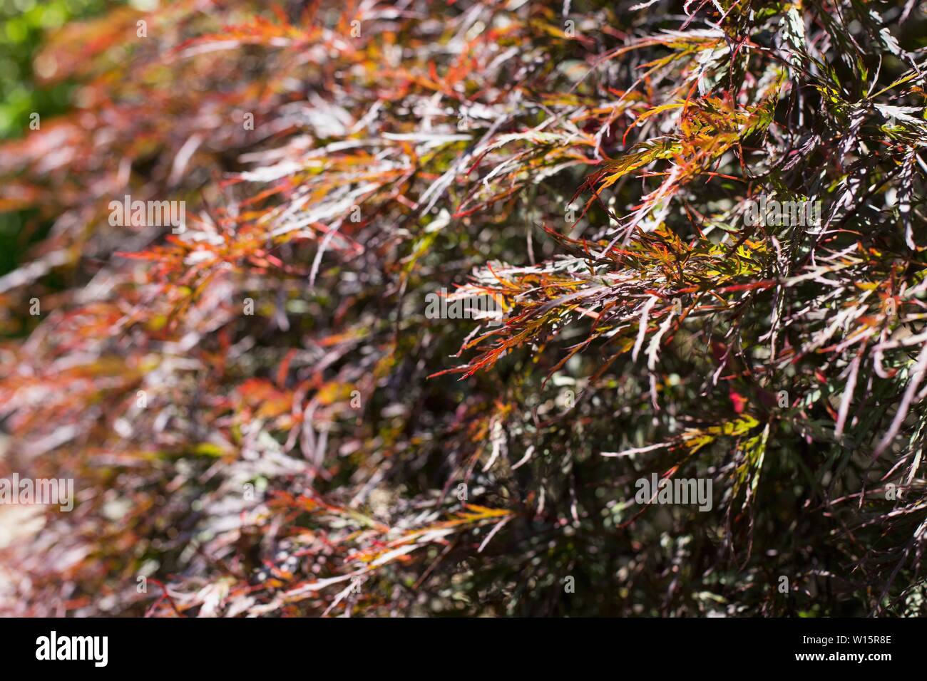 Acer palmatum var. 'Red Dragon' dissectum Japanischer Ahorn Baum, aus der Nähe. Stockfoto
