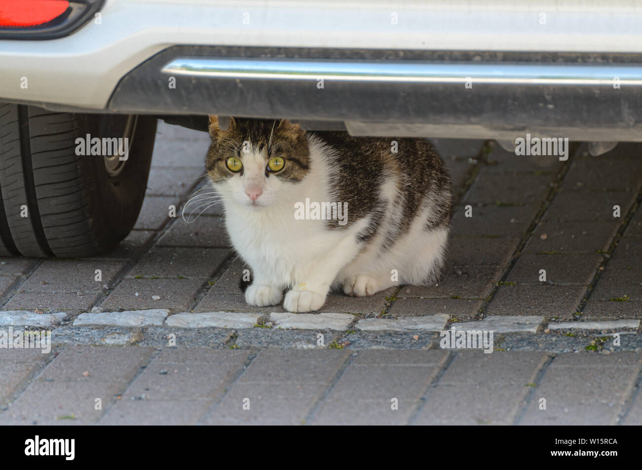 Katze unter einem Auto. Stockfoto