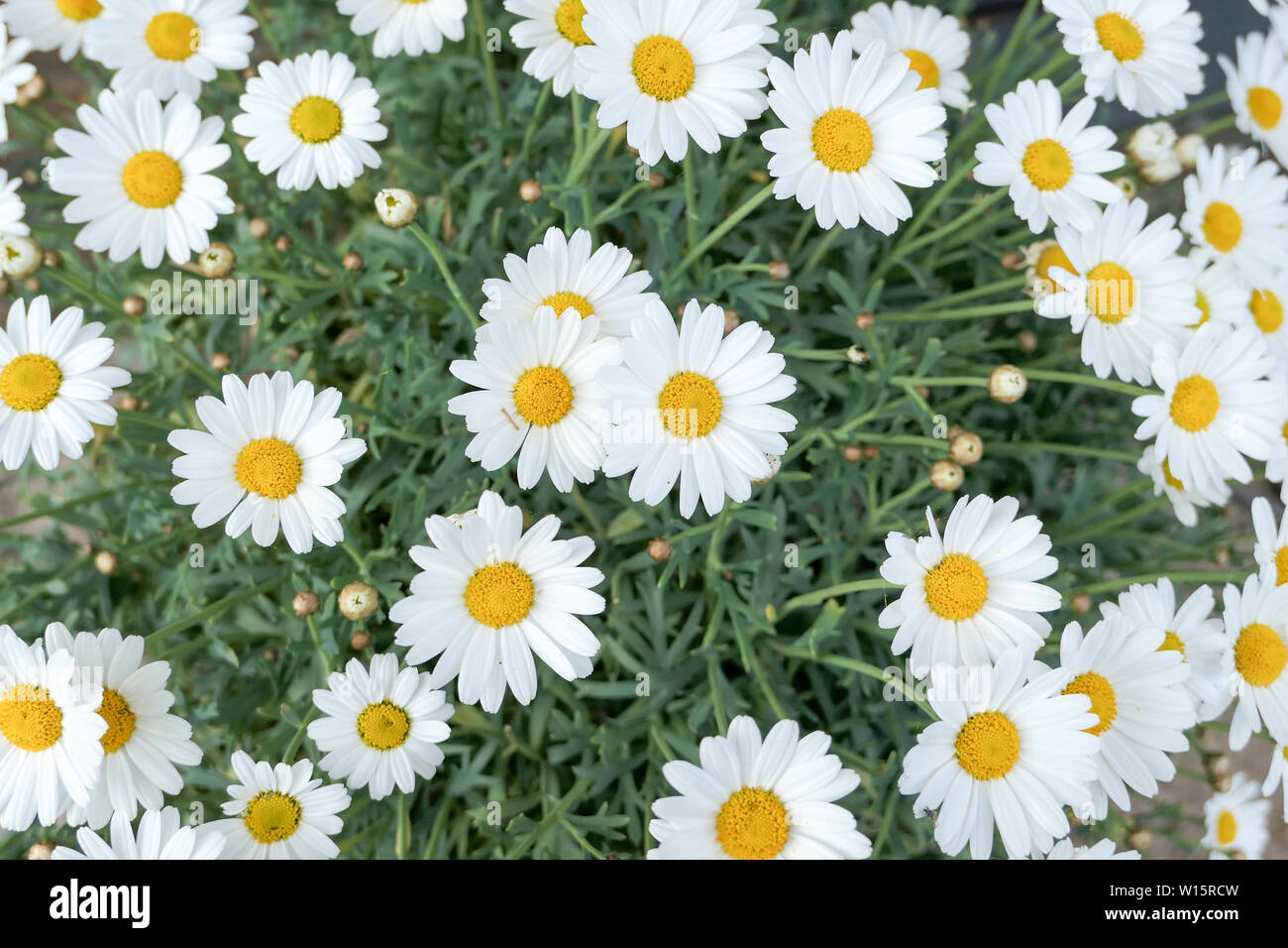 Ochsen-Auge-Gänseblümchen Stockfoto