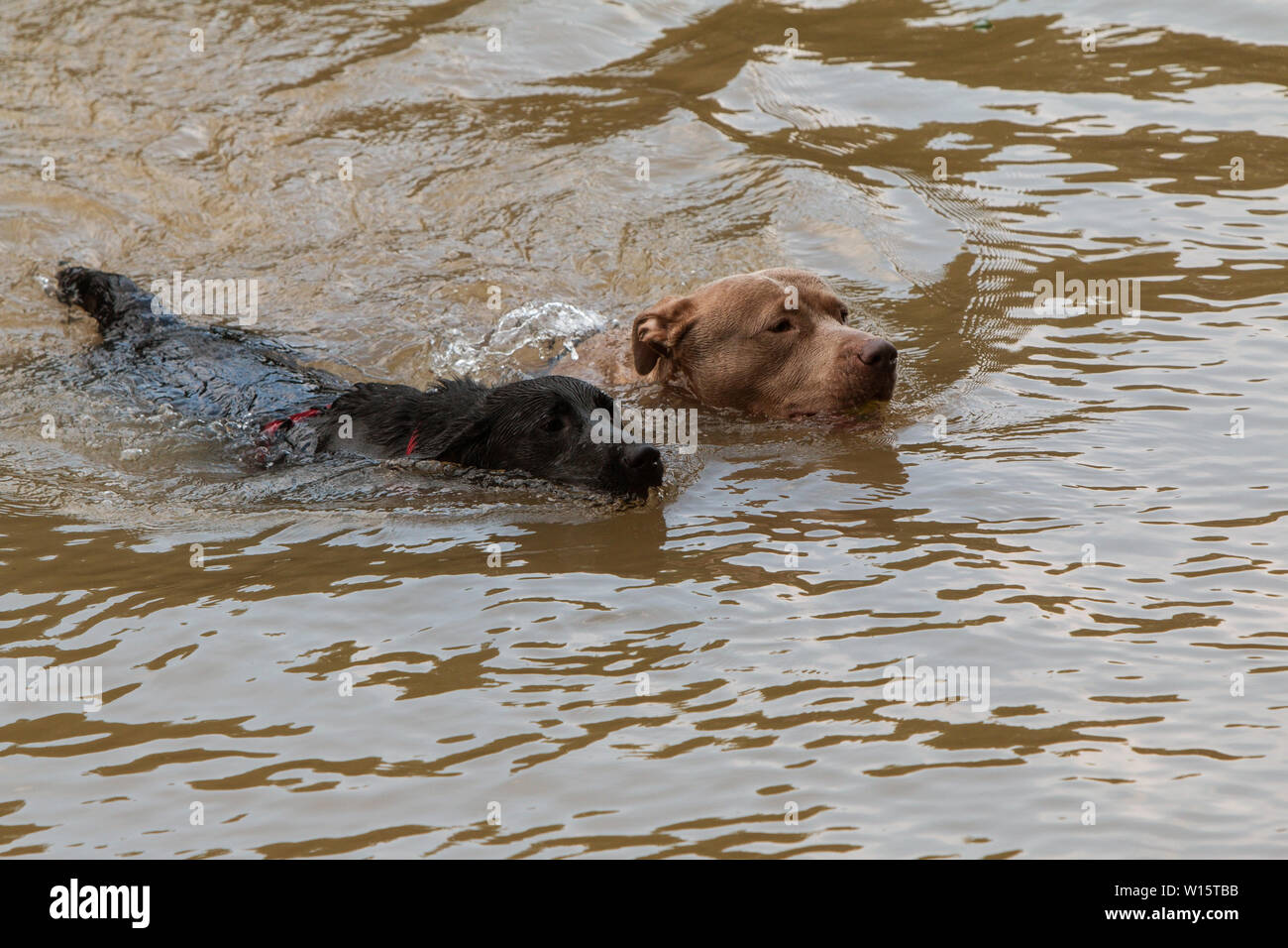 Zwei Hunde, Hund, Paddel im Fluss nach Jagen einer Kugel, die von ihrem Besitzer geworfen. Stockfoto