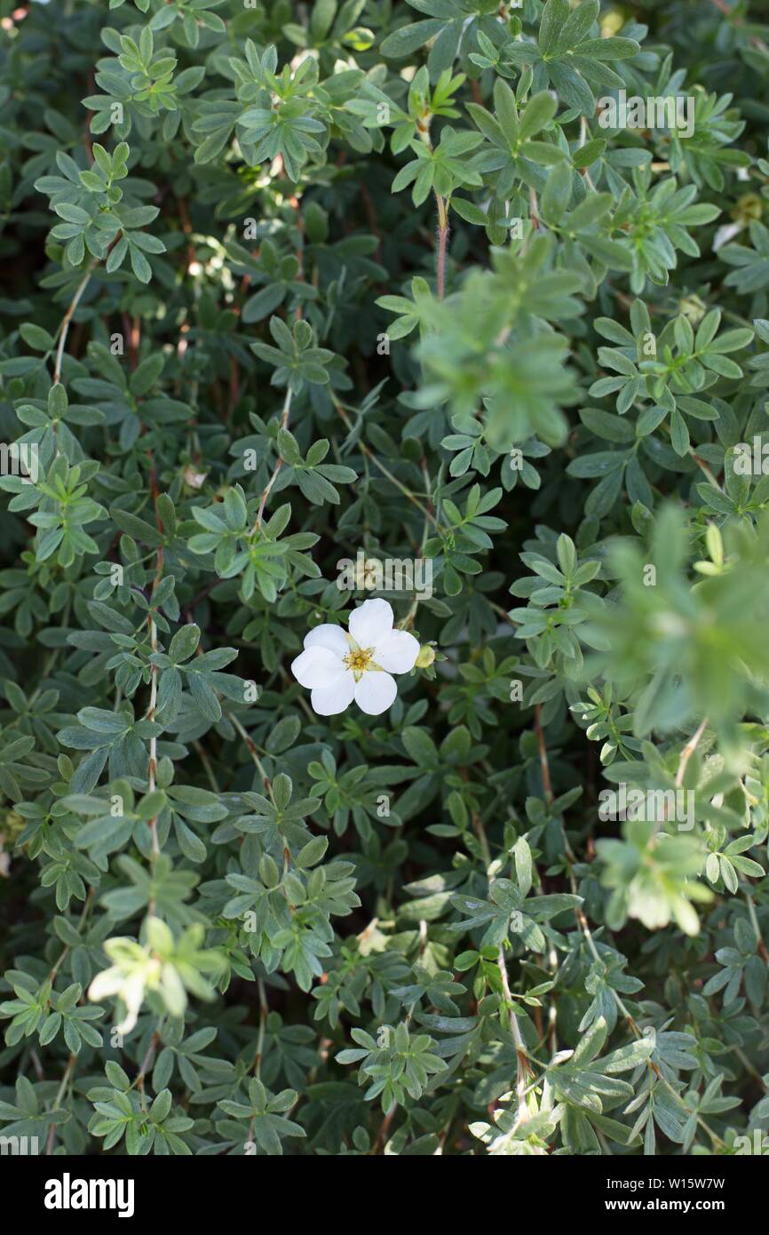 Potentilla Fruticosa Stockfotos und bilder Kaufen Alamy