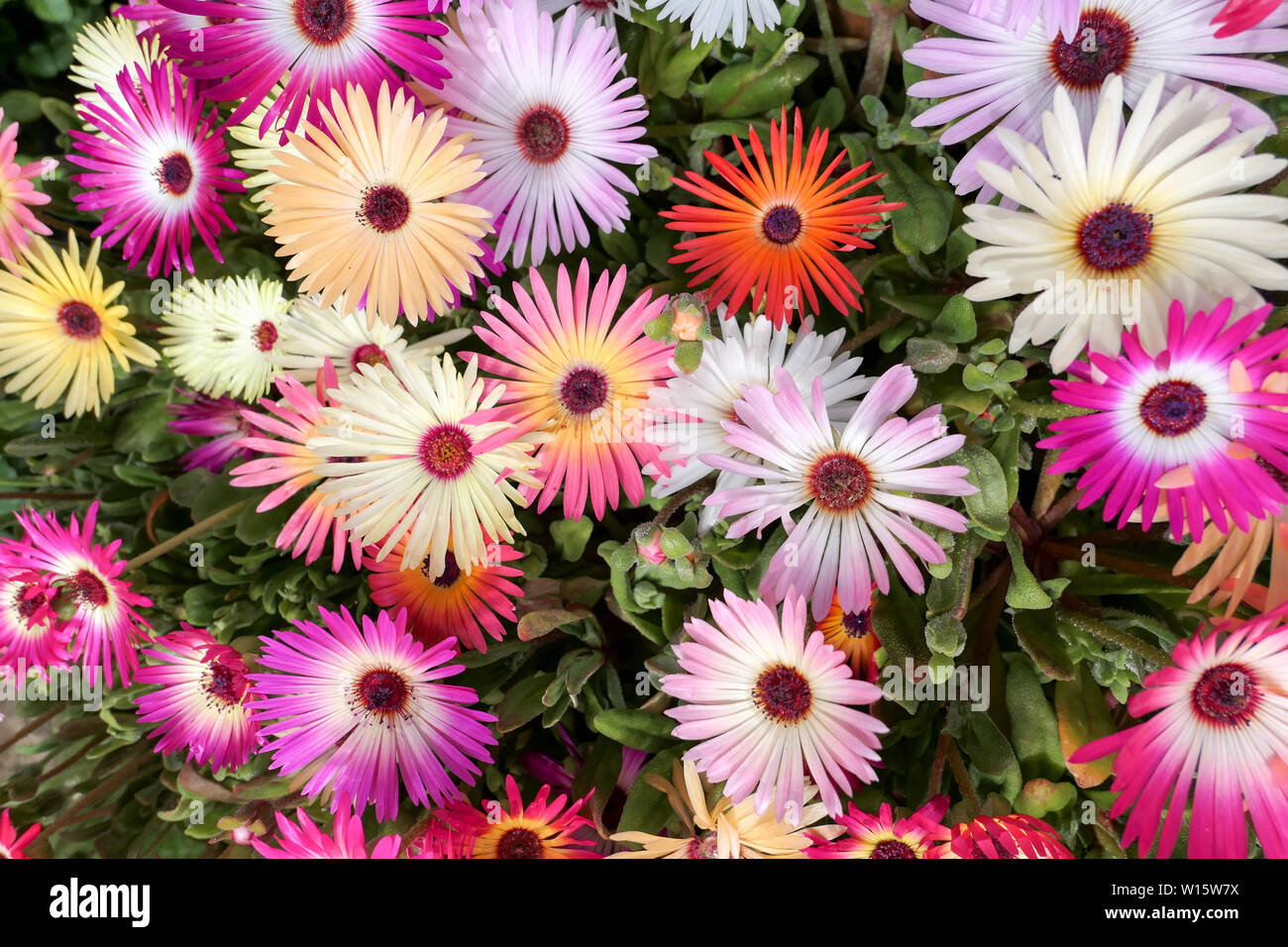 Mesembryanthemum Stockfoto