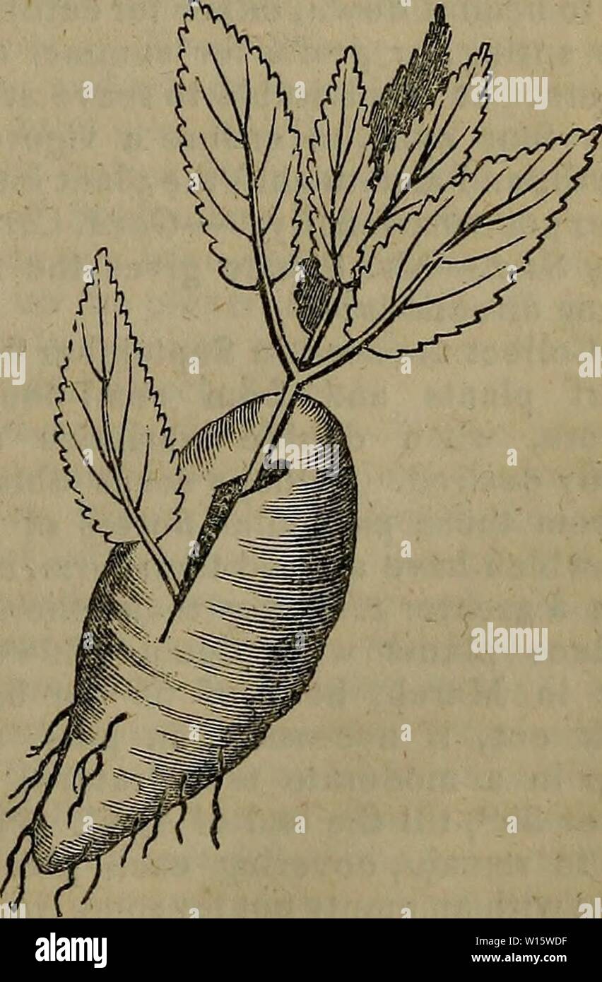 Archiv Bild ab Seite 184 ein Wörterbuch der modernen Gartenbau. Ein Wörterbuch der modernen Gartenarbeit. dictionaryofmode 01 John Jahr: 1847 D AH 189 - ♦-D AH Silvio, Dubras, Kirsche rot mit weißer Spitze. Lassen sie sich überraschen, Oakley, Lila, deutlich gespitzt mit Weiß. Village Maid, Lila, gespitzt mit Weiß. Viscount Ressigueur, Dubras, lila mit weißen, großen, voll, super Flower. "Die Dahlie ist sehr variabel, Sport von seiner wahren Farben, aber wie oft drehen. In diesem Wissen, lassen Sie die folgenden Fakten im Hinblick auf neue Arten von Dahlien, berücksichtigt werden Vor verurteilen Sie die sec Stockfoto