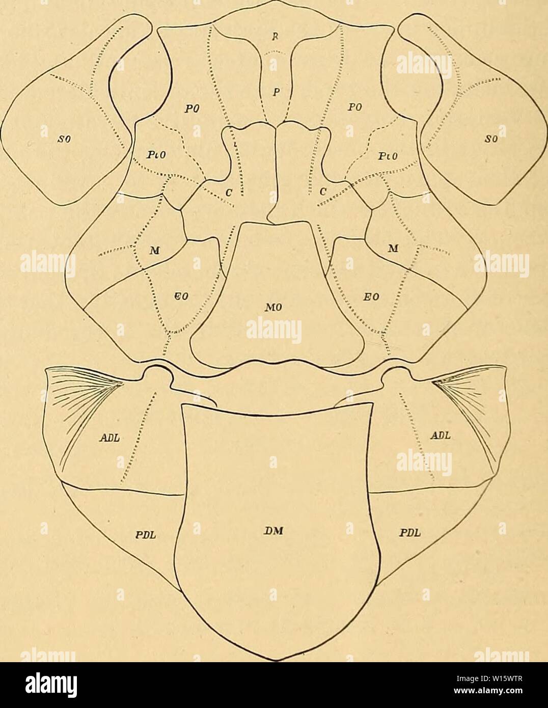 Archiv Bild ab Seite 185 Der Devonischen Fische von Iowa (1908). Devon Fische von Iowa. devonianfishesof 00 Ost Jahr: 1908 192 Iowa geologische übersicht ter der oberflächlichen Ornamentik. Die naht Linien sind jedoch weniger gewellt als in Coccosteus, die Artikulation mit der Abdominal- Rüstung ist viel stärker, die zirbeldrüse wird teilweise in con-takt mit der zentralen und das Gebiss ist charakteristisch Dinichthyid, mit stark entwickelten vomerine Zähne. Die Ein-terior Marge der unteren zahnmedizinische Platten ist in einem Prom-Inent Schnabel entwickelt, und die Superior- oder funktionalen Marge ist stark d Stockfoto