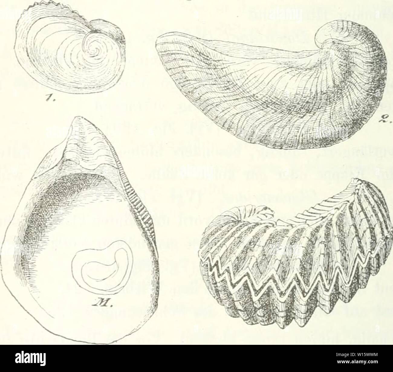 Archiv Bild ab Seite 185 von Die Leitfossilien, ein Handbuch für. Leitfossilien sterben, ein Handbuch für den Unterricht und für das Bestimmen von Versteinerungen. dieleitfossilien 00 kokeuoft Jahr: 1896 178 Erste Abteilung. Mehr oder weniger imgleichklappig, vorn und hinten Klaffend. Gesamtkoordinator solide. Band stets in einem löfFelartigen Fortsatze. Myidae. (Vgl. Abb. 184.) Gleichklappig. Macfrnlae z. T.26. Bohrende Muscheln. (Vgl. Abb. 186.) Sterben G-attungeii der Zweischaler. 1. Farn. Ostreidae. Die einzige Gattung Osirca Linne wird in mehrere Untergattungen zerlegt. Abb. 146. 3. . 1. Exogyra spir Stockfoto