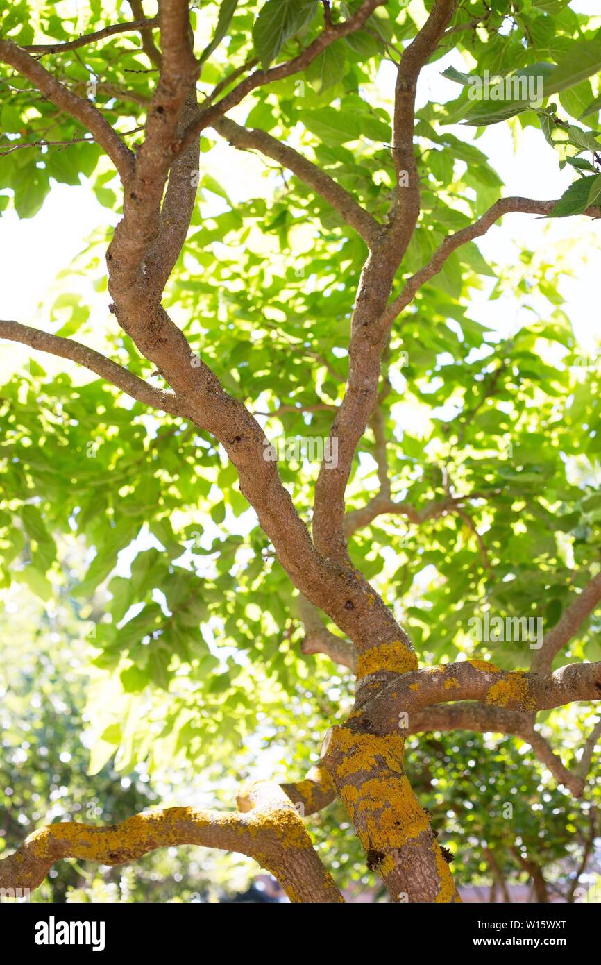 Eine verzerrte Maulbeerbaum. Stockfoto