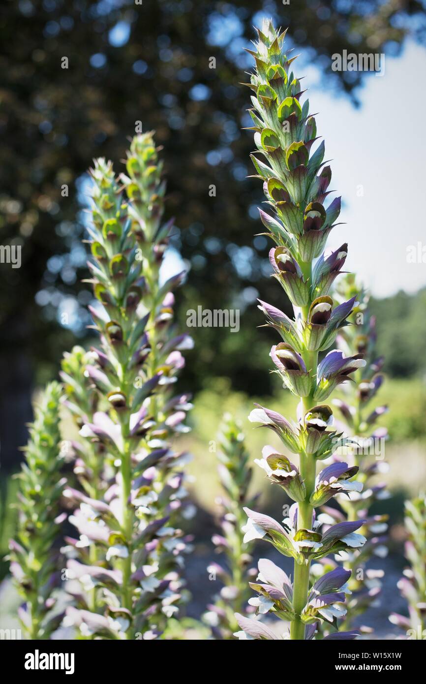 Acanthus, wie Bear's Hosen, Meer dock, Bear's Fuß, oder Oyster Werk bekannt. Stockfoto