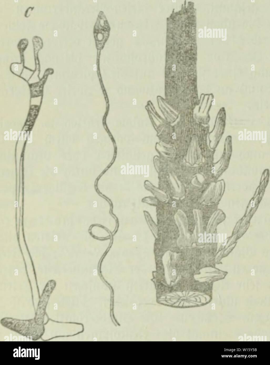 Potentilla Aurea Stockfotos Und Bilder Kaufen Alamy