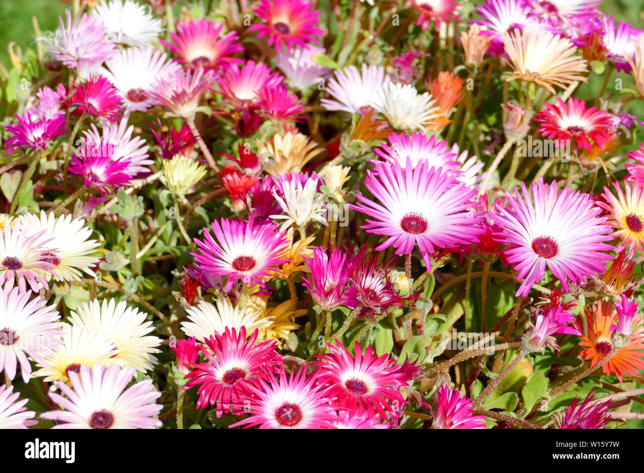 Mesembryanthemum Stockfoto
