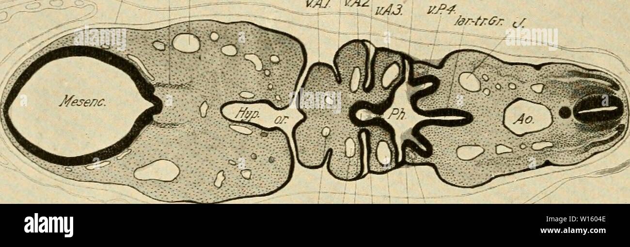 Archiv Bild ab Seite 195 für die Entwicklung der Küken;. Die Entwicklung der Küken; eine Einführung in die embryologie. developmentofchi 00 lill Jahr: 1908 176 DIE ENTWICKLUNG DER KÜKEN einen mittleren freien Teil. Etwa 26 s Bühne eine Öffnung (Spalt) Formen an der dorsalen Haftung, aber keiner am ventralen; damit ist die erste viszeralen Cleft wird dem dorsalmost Teil der Tasche (Abb. beschränkt. 100). Diese Öffnung schließt über das Ende der vierten Tag; der ventralen Teil der Tasche dann verflacht, und der Dorsalen Teil erweitert nach oben zur otocyst (Abb. 102). Die erste v Stockfoto