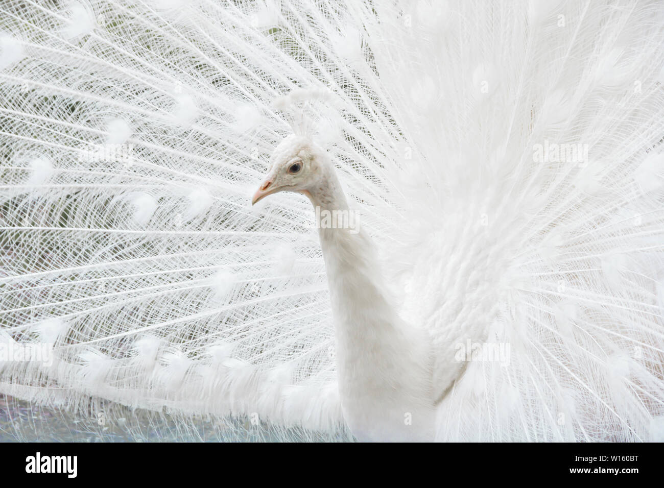 In der Nähe von wunderschönen weißen Pfau mit Federn aus. Weißer Pfau seine elegante schöne Schwanzfedern anzeigen Stockfoto