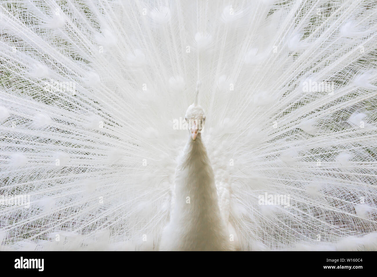 In der Nähe von wunderschönen weißen Pfau mit Federn aus. Weißer Pfau seine elegante schöne Schwanzfedern anzeigen Stockfoto