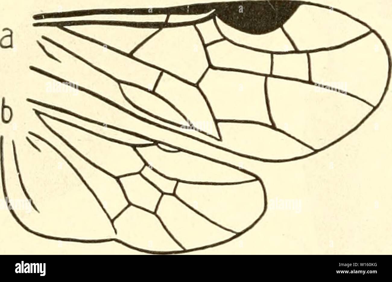 Archiv Bild ab Seite 197 von Kämpfen Mitteleuropas insbesondere Deutschlands sterben. Sterben kämpfen Mitteleuropas insbesondere Deutschlands. dieinsektenmitte 03 Schröter Jahr: 1914 - [26] ß Systematischer Teil. Dove mit dickem, schwarzem Schleim bedeckt, in vielerlei Bäumen, Obst-Bäumen oft schädlich. 2, C. cerasi L. (limacina Retz., adumbrata Kl.). 3. Das1. Glied der Hintertarsen mit weissem Ring an der Basis. Clypeus vorn ausgerandet. Vorderflügel mit hellerer Spitze schwärzlich getrübt. Hinterrhein - Flügel des o Abb. ohne geschlossene Randader. L. 4 - 5 mm. Europa, Sibirien. Dove eine verschieden Stockfoto