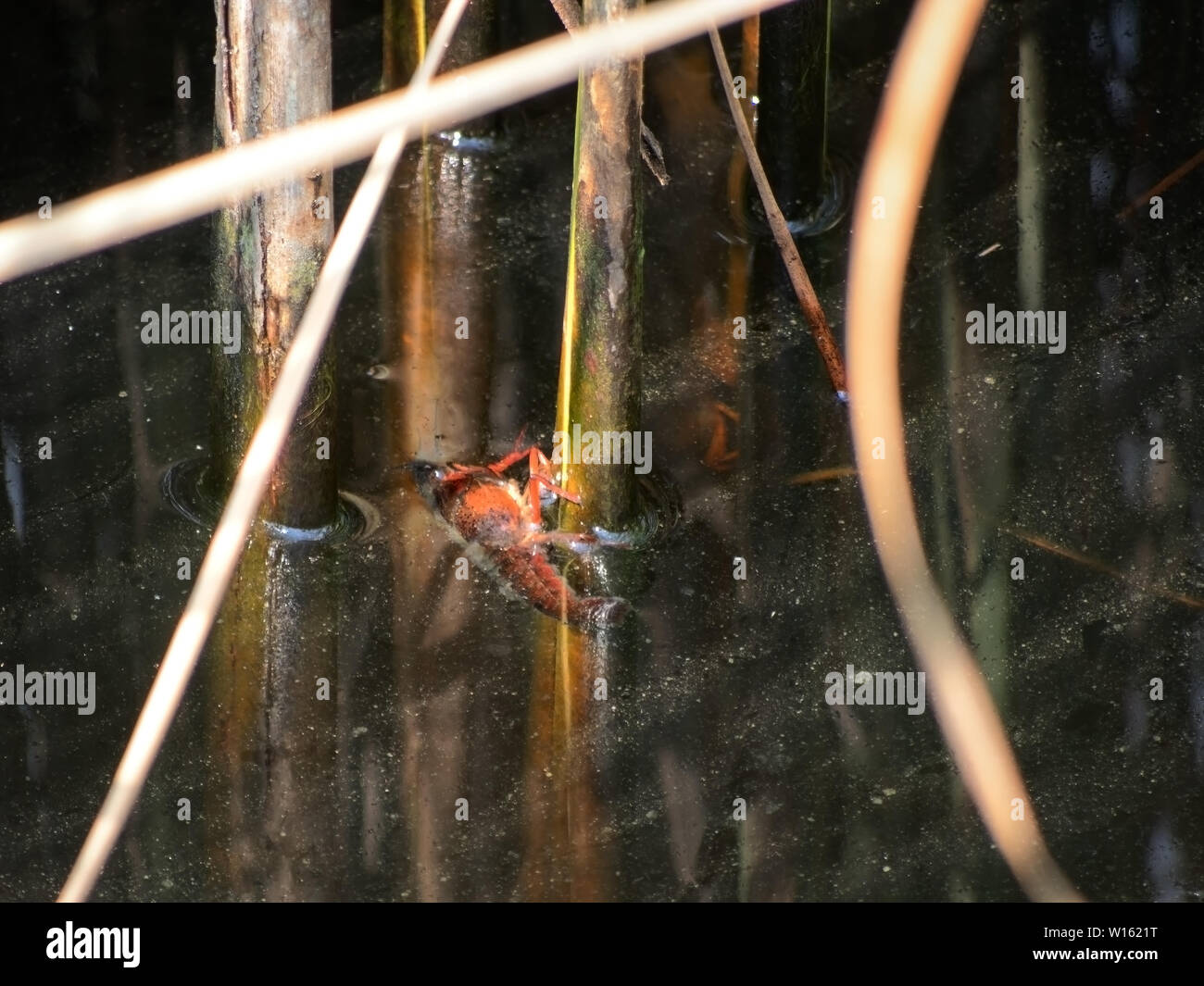 Procambarus Clarkii Flusskrebs, Schilf in italienischen Wasserstraße festhalten. Einmal Haustiere, freigegeben in das wilde Tiere haben invasive Schädlinge geworden. Stockfoto