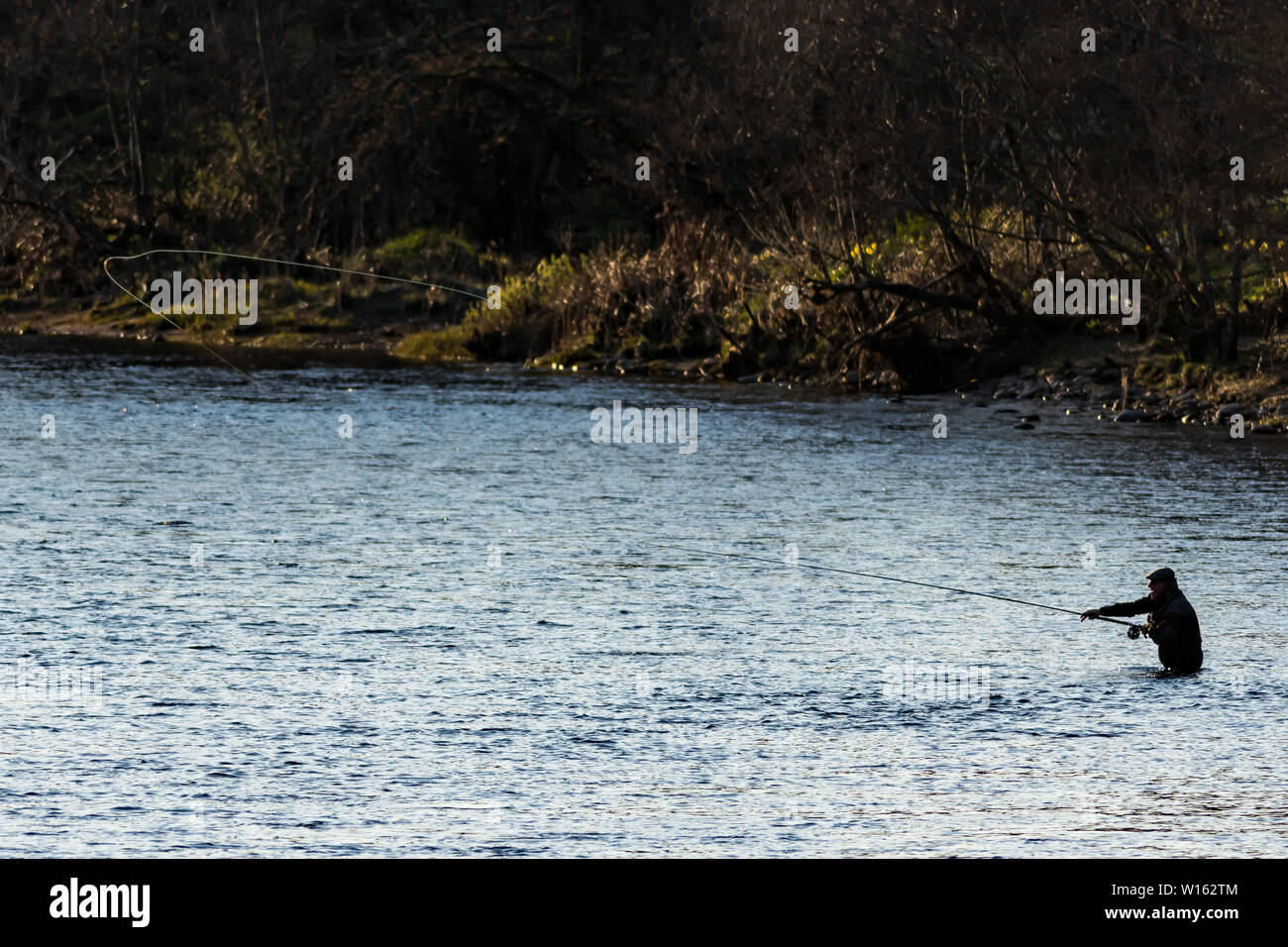 Lachs Angler wirft Fliegen in großen Fluss in der Abendsonne Stockfoto