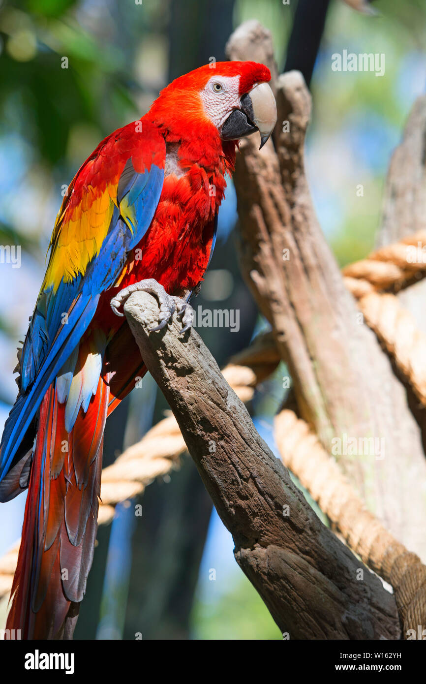 Red Parrot, hellrote Ara (Ara Macao) Vogel Stockfoto