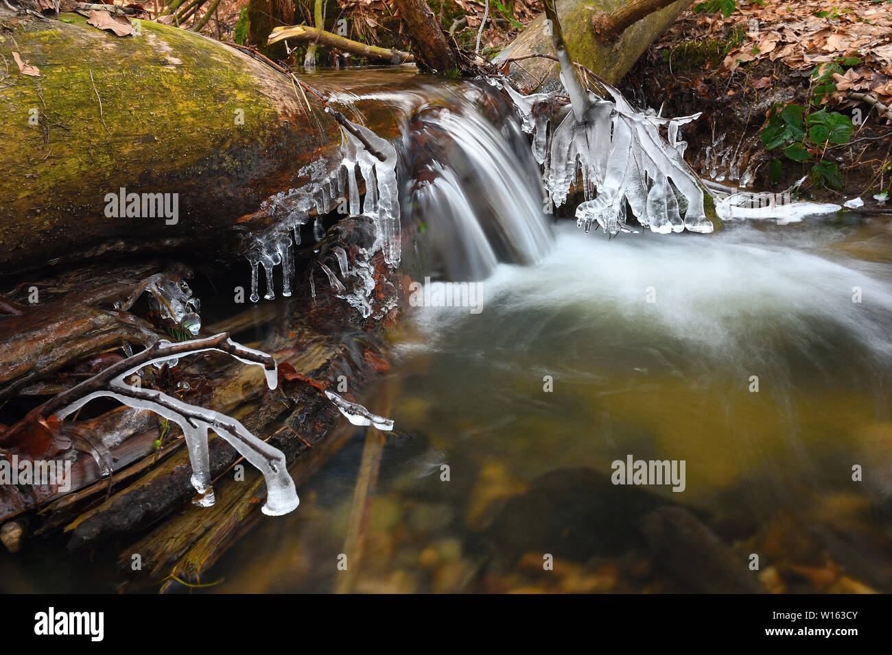 Eiszapfen hängen an Zweigen und eisigen Rinde über Chili rapid Stream. Winter Mountain Stream lange dünne Eiszapfen hängen von gefallenen Stamm. Stockfoto