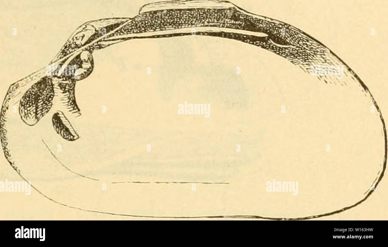 Archiv Bild ab Seite 208 von Leitfossilien ein Handbuch sterben. Leitfossilien Sterben: ein Handbuch für den Unterricht und für das Bestimmen von Versteinerungen. dieleitfossilien 00 koke Jahr: 1896 Paläontologische Übersicht. 199 Inline Epidermis, Wirbel nicht korrodiert, ohne vorderen Hilfsmuskel - nachleuchtend, ou ganz ähnlich. Orig. Meeresbewohner (aiisschl. Und anthracosia Anoplophora). Cardiniinae. 5. 2. Dünnschalig, Schlossrand zahnlos, dp. Anodonta Cuvier. Oberste Kreide - Jetzt.i) Dickschahg; wenige derbe, runzlige Schlosszähne. 3. Dickschalig; Schlossrand zahnlos oder vielfach gezähnt od Stockfoto