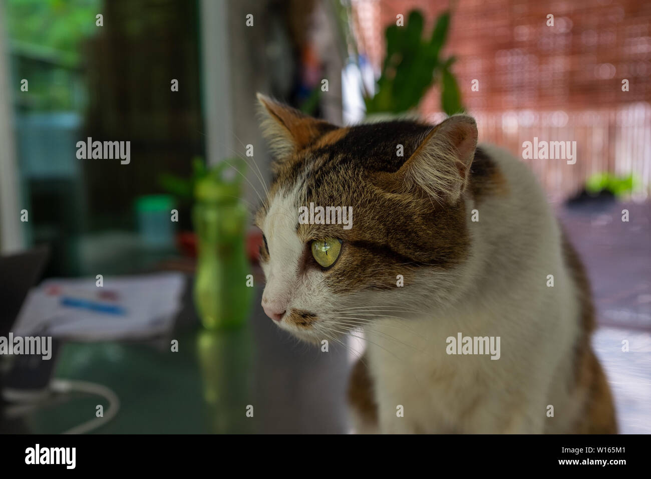 Eine schöne Rescue tabby Katze starrte ein Etwas in der Ferne auf dem Schreibtisch niemand im Bild Stockfoto