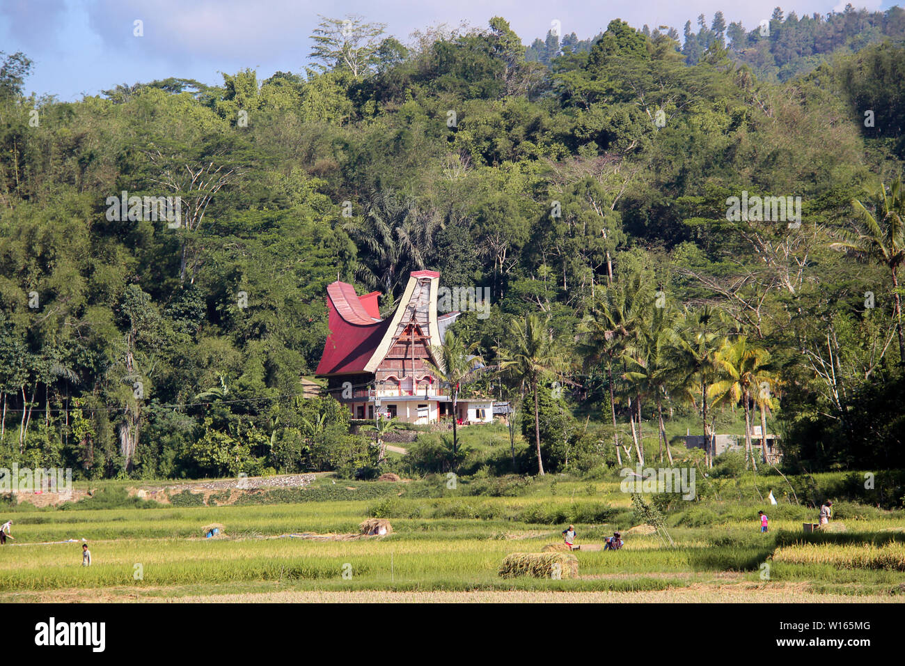 Reisfeld mit traditionellen Arbeiter und ein 'Tongkonan', die typischen sulawesian Haus im Hintergrund. Sulawesi, Indonesien, Südostasien. Stockfoto