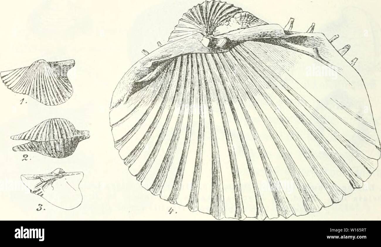 Archiv Bild ab Seite 217 von Die Leitfossilien, ein Handbuch für. Leitfossilien sterben, ein Handbuch für den Unterricht und für das Bestimmen von Versteinerungen. dieleitfossilien 00 kokeuoft Jahr: 1896 210 Eeste Abteilung. Cardiidae. 1. Gesamtkoordinator geschlossen oder nur wenig Klaffend, mit typischem Cardien - Schloss. 2. Gesamtkoordinator Hinton beträchtlich Klaffend, Bezahnung abweichend. 3. Abb. ITC). 1. - 3. Conocardiiim alaeforme Säen. Kohlenkalk. 4. Cardium aculeatuni Lam. Receiit. 2. Herzförmig gewölbt, mit radialen Rippen. Cardium Linne. Trias - Jetzt. Gewölbt herzförmig. Hinterseite mit radialen Rippe Stockfoto