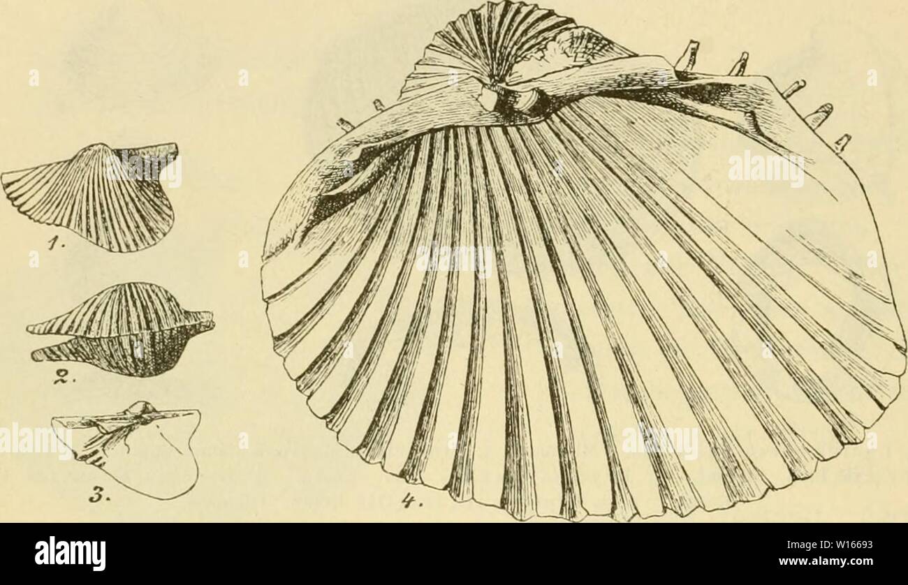 Archiv Bild ab Seite 219 von Leitfossilien ein Handbuch sterben. Leitfossilien Sterben: ein Handbuch für den Unterricht und für das Bestimmen von Versteinerungen. dieleitfossilien 00 koke Jahr: 1896 210 Erste Abteilung. Cardiidae. 1. Gesamtkoordinator geschlossen oder nur wenig Klaffend, mit typischem Cardien - Schloss. 2, Gesamtkoordinator hinten beträchtlich Klaffend, Bezahnung abweichend. 3. Abb. 176. 1.-: {. Couocardium alaeforiue Säen. Kohleukalk. 4. Aculeatum caidium Lam. Die jüngsten. 2. Herzförmig gewölbt, mit radialen Rippen. Cardium Linne. Trias - Jetzt. Gewölbt herzförmig. Hinterseite mit radialen Rippen, die üb Stockfoto