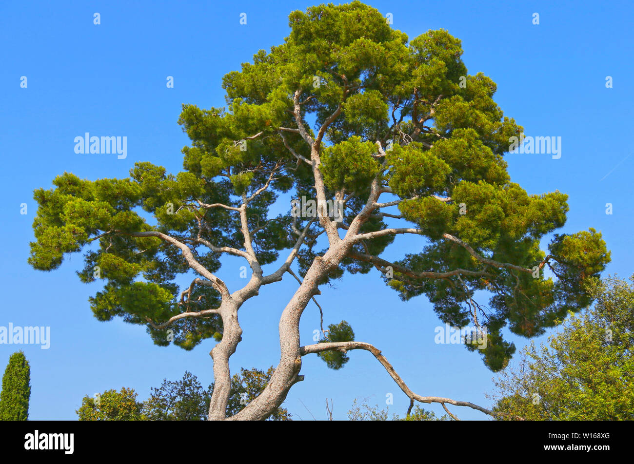 Immergrüne Pinien bis an die Himmel mit Amtsleitungen Stockfoto