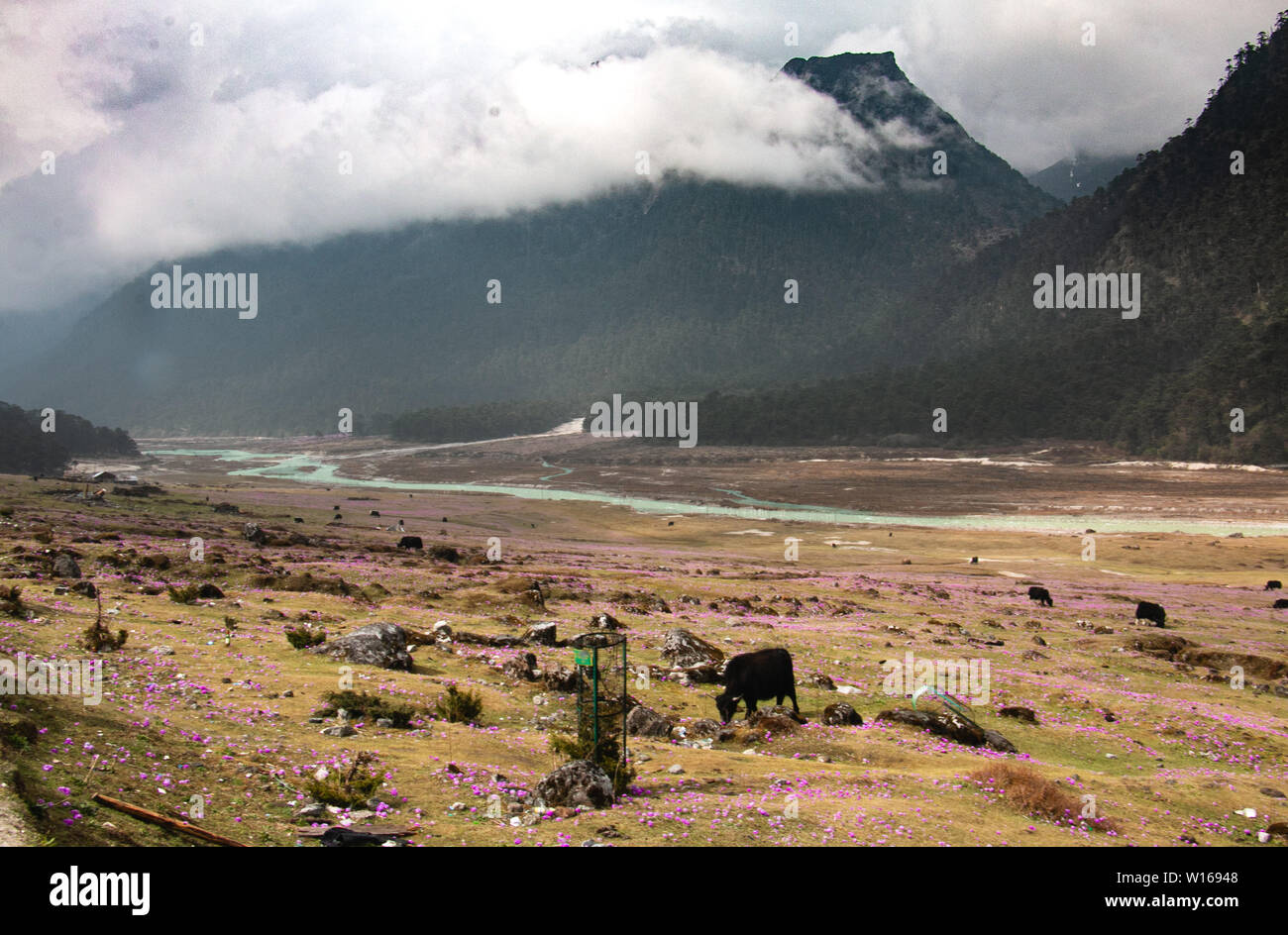 Lachung Tal Stockfoto