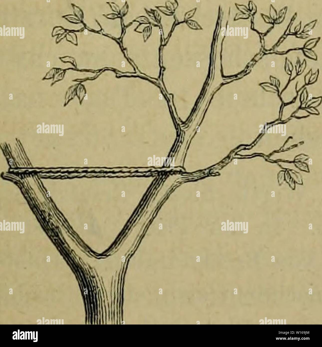 Archiv Bild ab Seite 236 der Deutschen Forstbotanik, oder, Forstlichbotanische Beschreibung. Deutsche Forstbotanik, oder, Forstlichbotanische Beschreibung aller deutschen Waldhölzer. deutscheforstbot 1874 nr Jahr: 1874 217 befinden sich auf der Unterseite Forst in der Epidermis, dann gegen innen bis zum Mark imd endlich bis zur Epidermis auf der entgegengesetzten Seite, so dass die gewebespannung von der untern Seite zur obern all-mählich abnimmt, womit natürlich eine Konkavkrümmung des Trümm-chens nach oben und, wenn man sich über das liegende Trümmchen festgewachsen einseitig denkt, eine Krümmung des en Stockfoto