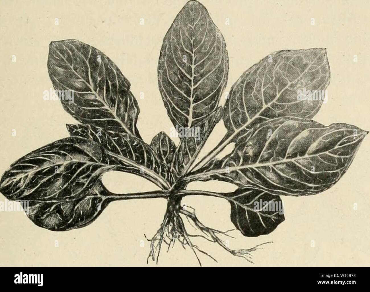 Archiv Bild ab Seite 244 von Die mutationstheorie Versuche und Beobachtungen. Mutationstheorie sterben. Versuche und Beobachtungen über die Entstehung von Arten im Pflanzenreich. diemutationstheo 01 vrie Jahr: 1903 Oenothera gigas. 229,- starken individuellen Variabilität, welche bei Igv-noch-Deutender ist, als bei der Mutterart. Es ist namentlich die grössere Abbildung. 63. Oenothera gigas. Junge Pflanze im Juni, 1 Tage vor dem Verpflanzen (Vz)-Breite, welche den Unterschied bildet; die Länge und die Form sind aber dieselben. Auch sind die Blätter der Gigas eher mehr als weniger Stockfoto