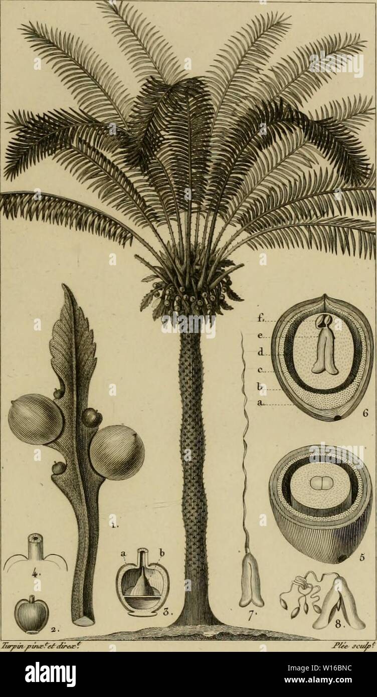 Archiv Bild ab Seite 248 von Wörterbuch des sciences naturelles, Dans. Stockfoto