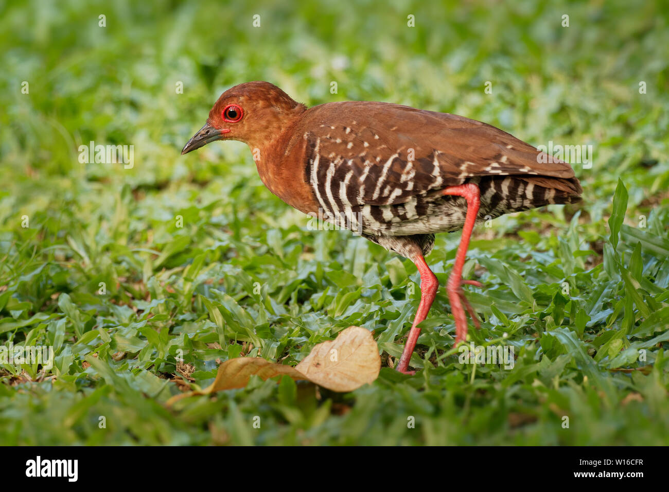 Red-legged Crakear - Rallina fasciata ist ein wasservogelabkommens, der sich in der Rampe und Crakear Familie, der Indopazifischen Erdtauben, in Indien, Bangladesch, Burma, Thailand, Malay Peninsu gefunden Stockfoto